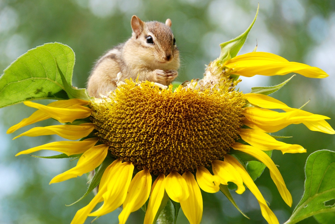 Image by NatureFriend from Pixabay